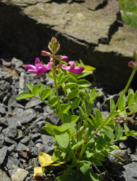 Hedysarum hedysaroides en fleurs dans un éboulis calcaire des Alpes
